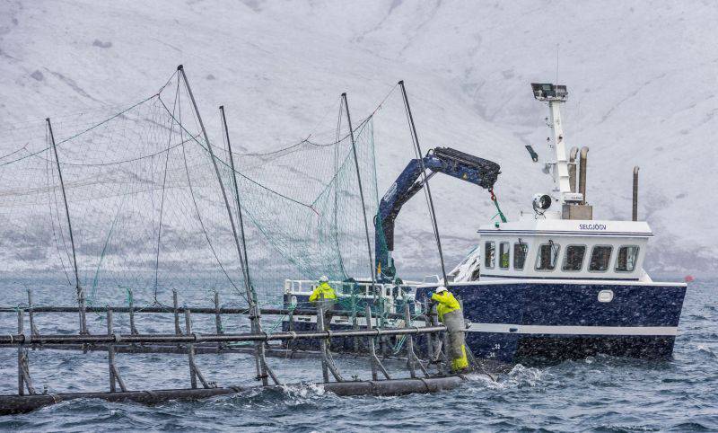 Bakkafrost ist auf Fischzucht spezialisiert. / Foto: Unternehmen