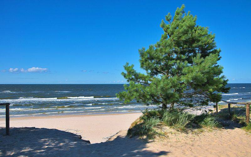 Strandkiefer / Foto: Pixabay