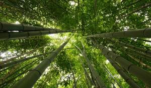 Bambusanbau in China ist das Kerngeschäft der insolventen Asian Bamboo AG. / Foto: Unternehmen