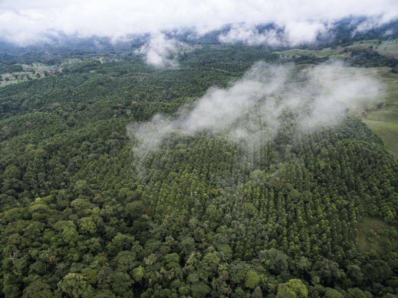 Mischwald von BaumInvest in Costa Rica. / Foto: Unternehmen