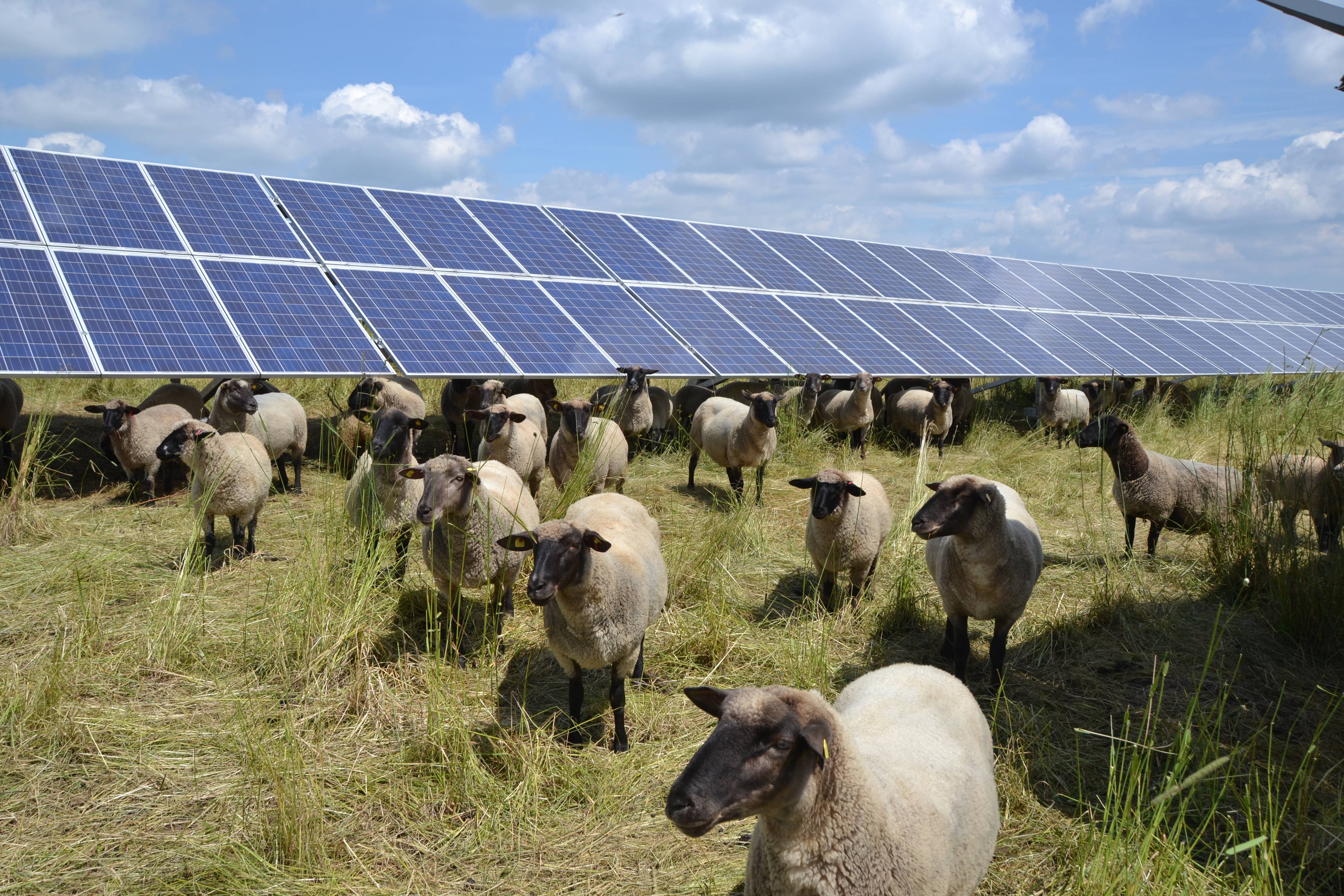 Solarpark der UmweltProjekt AG. / Foto: Unternehmen
