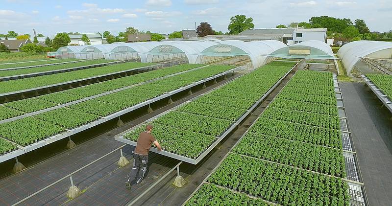 Die Kiribaum-Jungpflanzen vermehrt WeGrow im Labor und in Gewächshäusern. / Foto: WeGrow