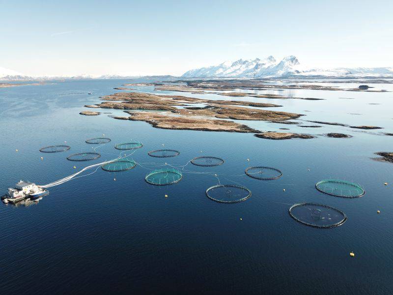 Lachsfarm von Marine Harvest in Norwegen. Foto: Unternehmen
