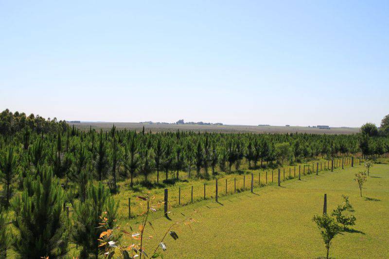 Aufforstungsflächen von Miller Forest in Paraguay. / Foto: Unternehmen