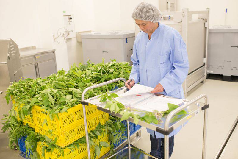 80 Prozent der von Weleda verwendeten pflanzlichen Rohstoffe tragen ein Bio-Siegel. / Foto: Unternehmen