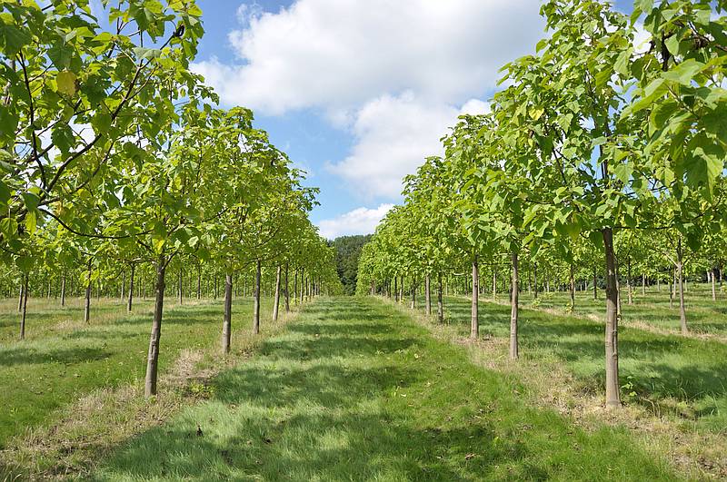 WeGrow bewirtschaftet Kiriholz-Anbauflächen bislang hauptsächlich für Auftraggeber. / Foto: WeGrow