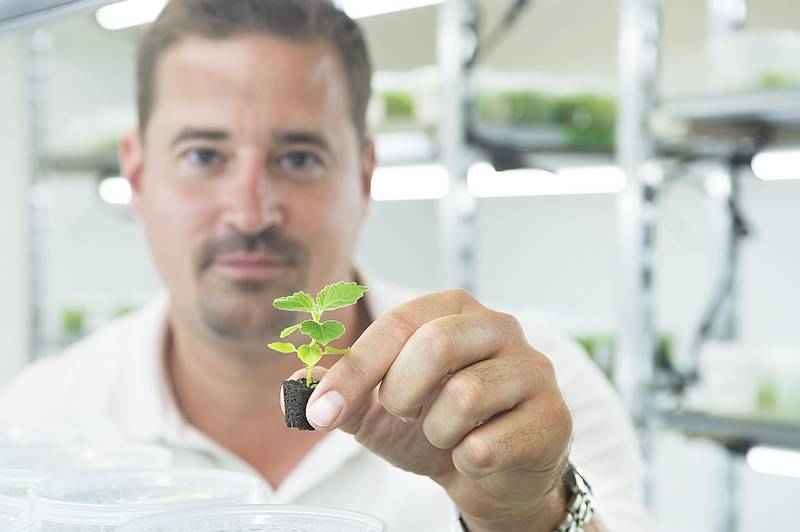 WeGrow besitzt die Sortenschutzrechte an vier Kiribaum-Arten. / Foto: WeGrow