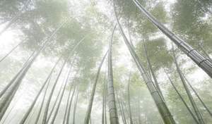 Bambusplantage von Asian Bamboo in China. / Foto: Unternehmen