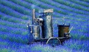 Lavendel ist ein wichtiger Rohstoff von L'Occitaine. / Foto: Unternehmen