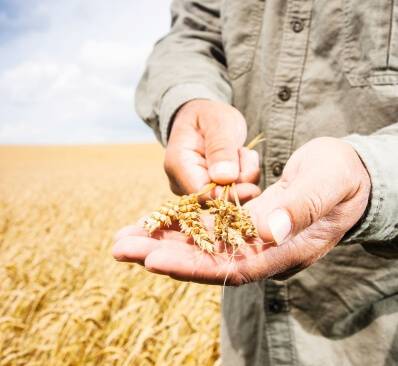 Das Getreide bezieht die Bauck GmbH von regionalen Landwirten. / Foto: Unternehmen
