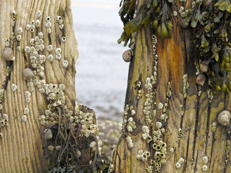 Seepocken kleben ohne Kleber an Pfählen, Felsen oder Schiffsrümpfen. / Foto: Pixabay