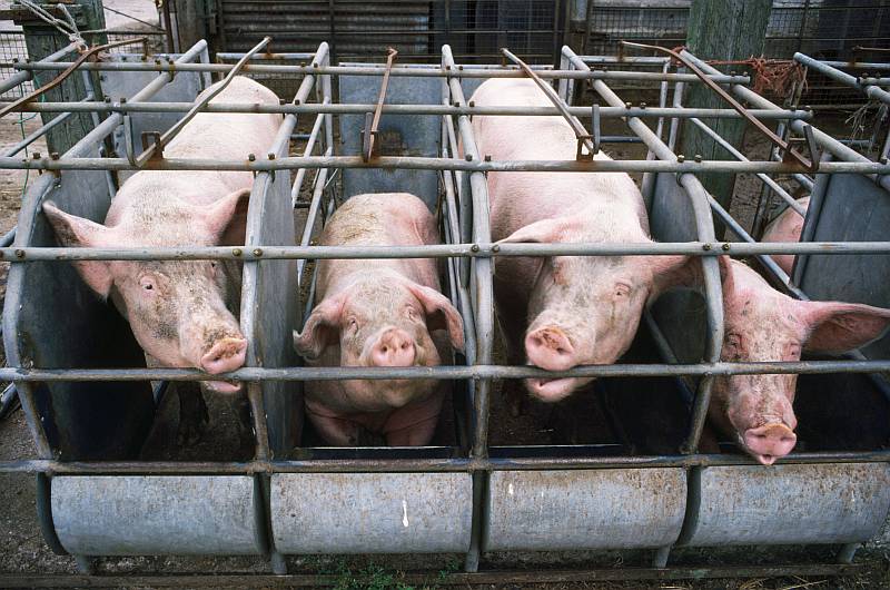 Für vegane Menschen ein Grauen: Massentierhaltung. / Foto: imago images, Ardea