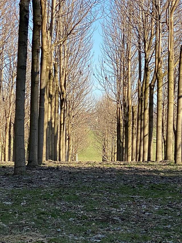 Treeme-Bäume in Opfenbach (Bayern). / Foto: Unternehmen